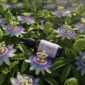 10406-PASIFLORA-E.F-03