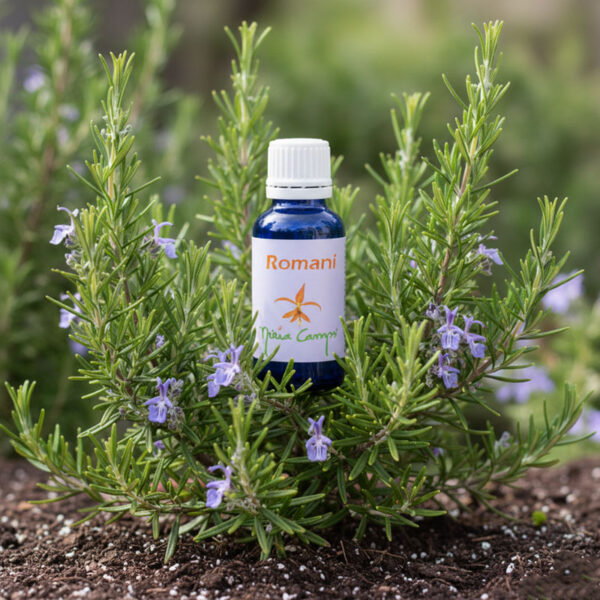 5218-ROMERO-AC.-ES.-10ML-03jpg 5218-ROMERO-AC.-ES.-10ML-03jpg